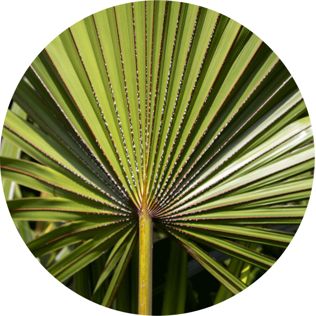 une feuille de Saw Palmetto - un palmier nain
