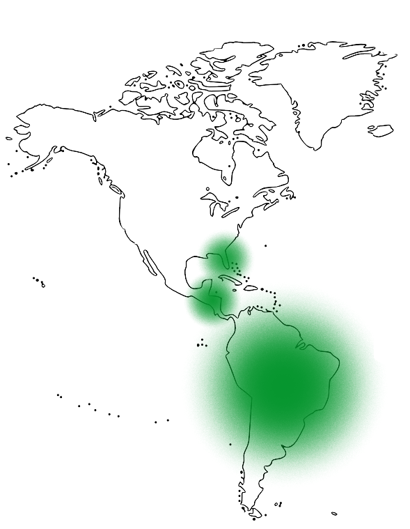La carte du continent l'Amérique avec des zones d'apparence du palmier nain Saw Palmetto